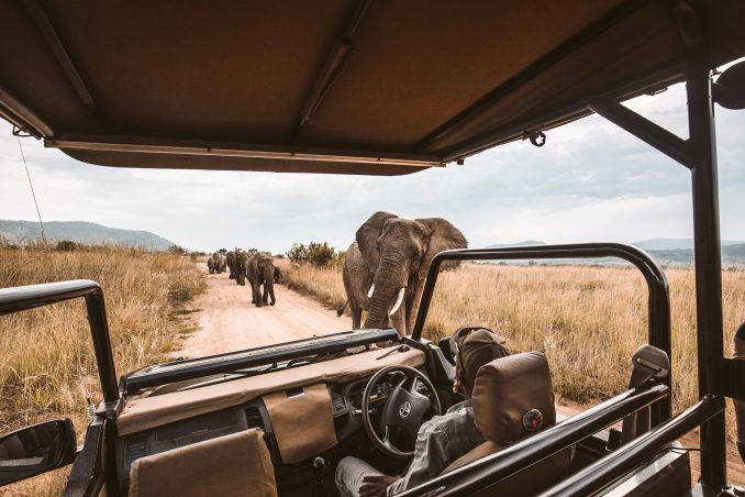 Safari en Tanzanie : parcs, budget et conseils pratiques