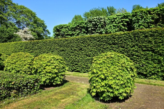 Haies sans entretien : quelles solutions pour aménager son jardin ?