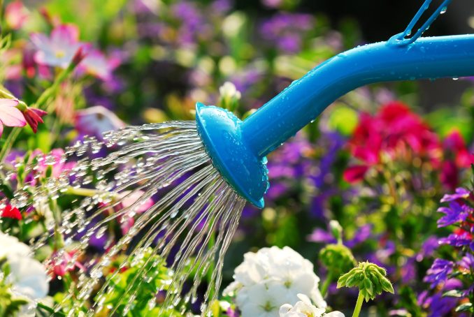 Quand arroser son jardin : matin ou soir, à quelle fréquence ?